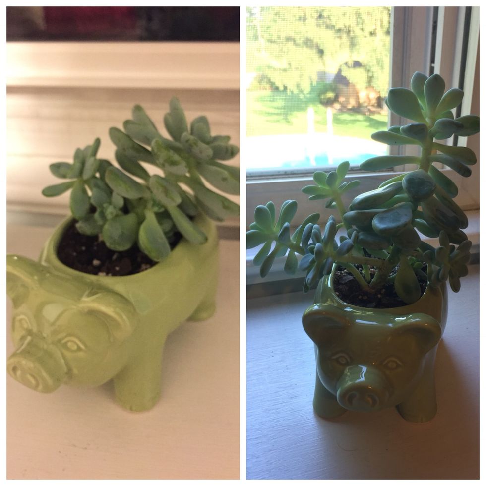 My Passion For Succulents Proved That I Can Succeed
