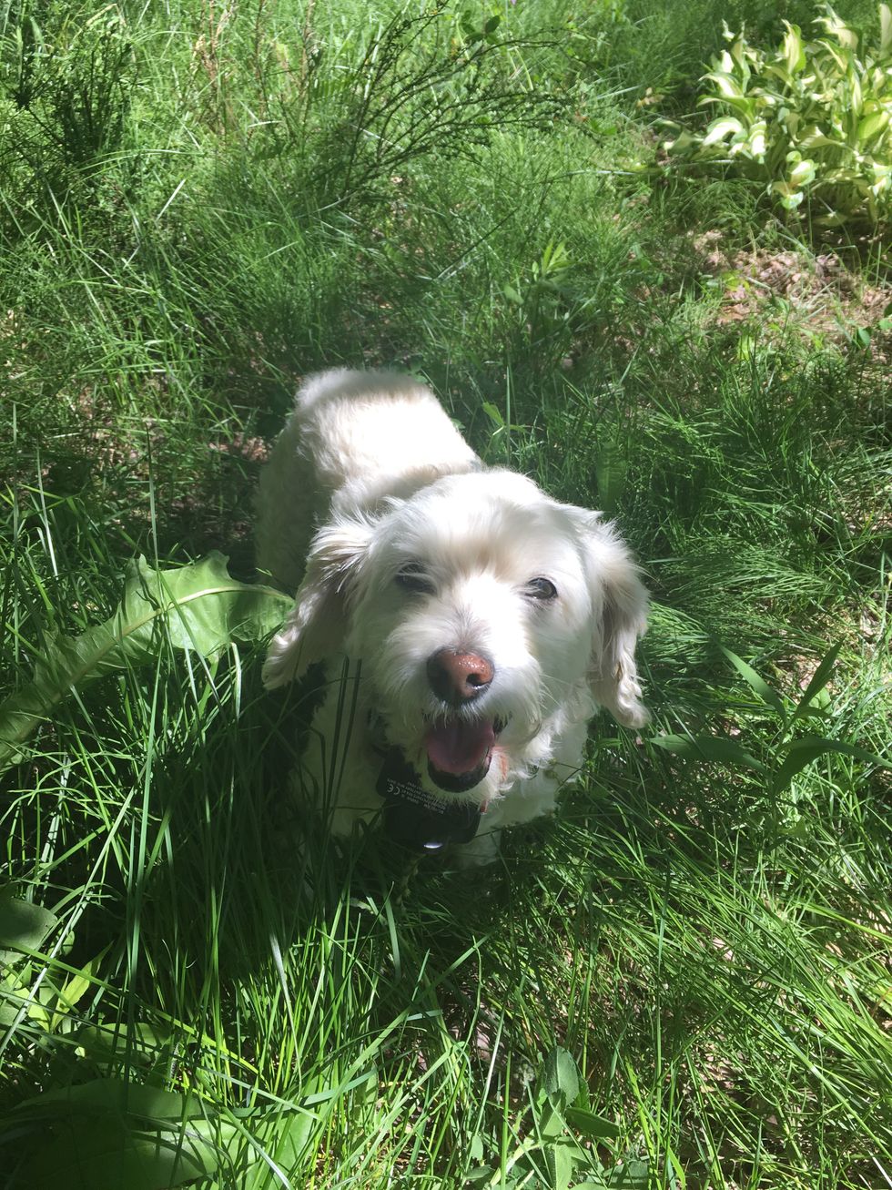 Unconditional Love For My Dog Winter