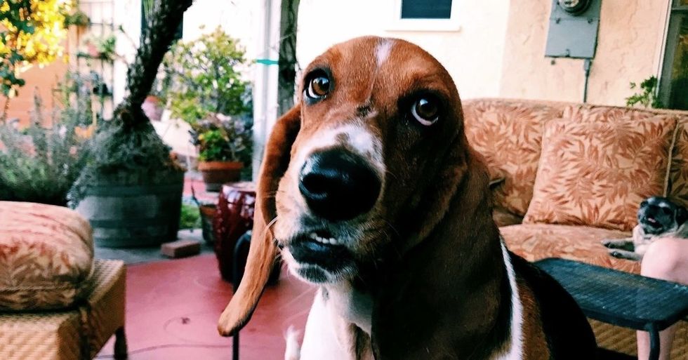 Home Is Wherever My 26 Pets Are...AKA 19 Cats, 5 Dogs, And 2 Bunnies