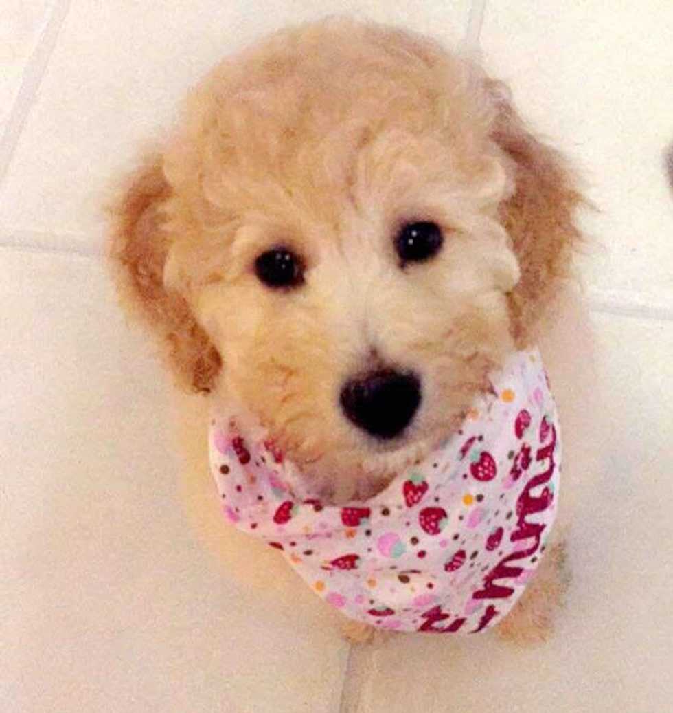 Why I care so much about my dog