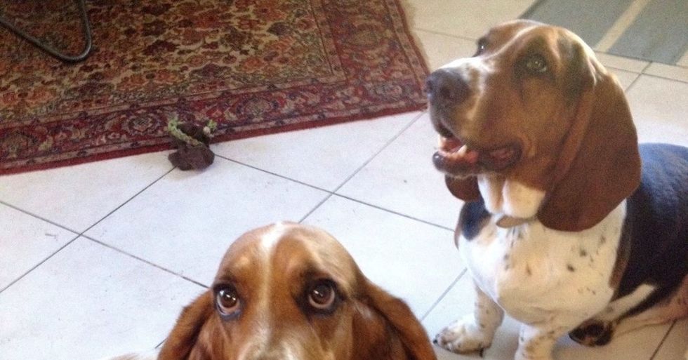 17 Reasons Why Dogs Are Better Kids Than Kids