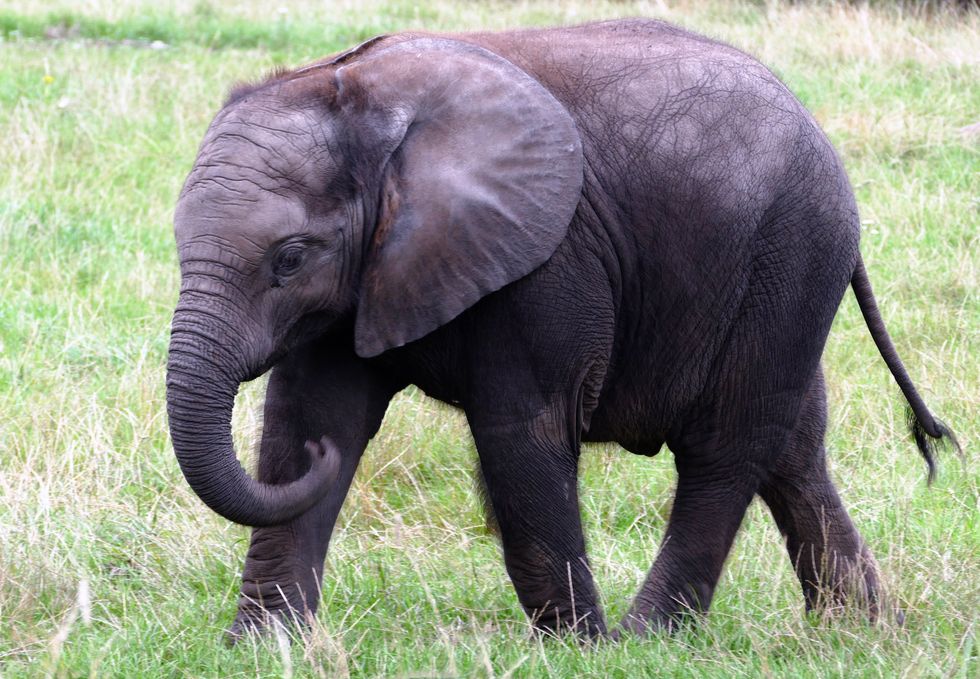 The Horrors Of Elephant Poaching