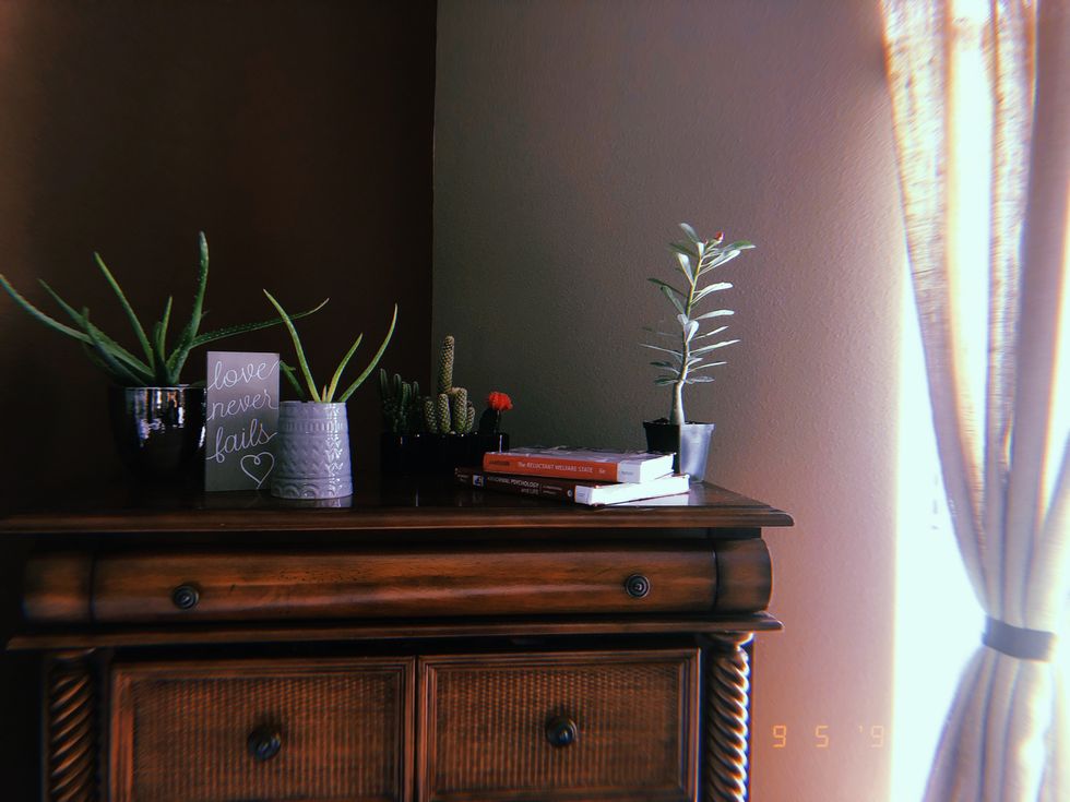 The 5 Best Plants For A Student's Room