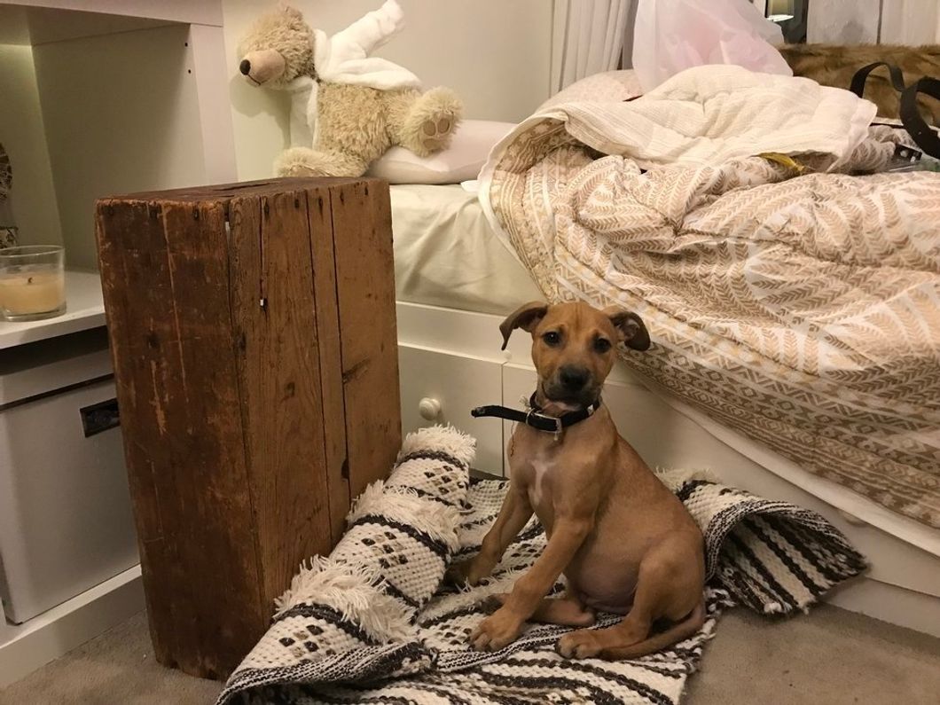 It's A Ruff Job But Someone's Gotta Show These 7 Signs Of Being THAT Dog Mom