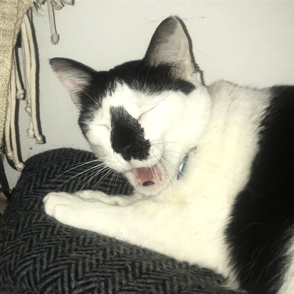 15 Reasons Why Being a Cat Mom Is Paws-Down Better Than Being A Dog Mom