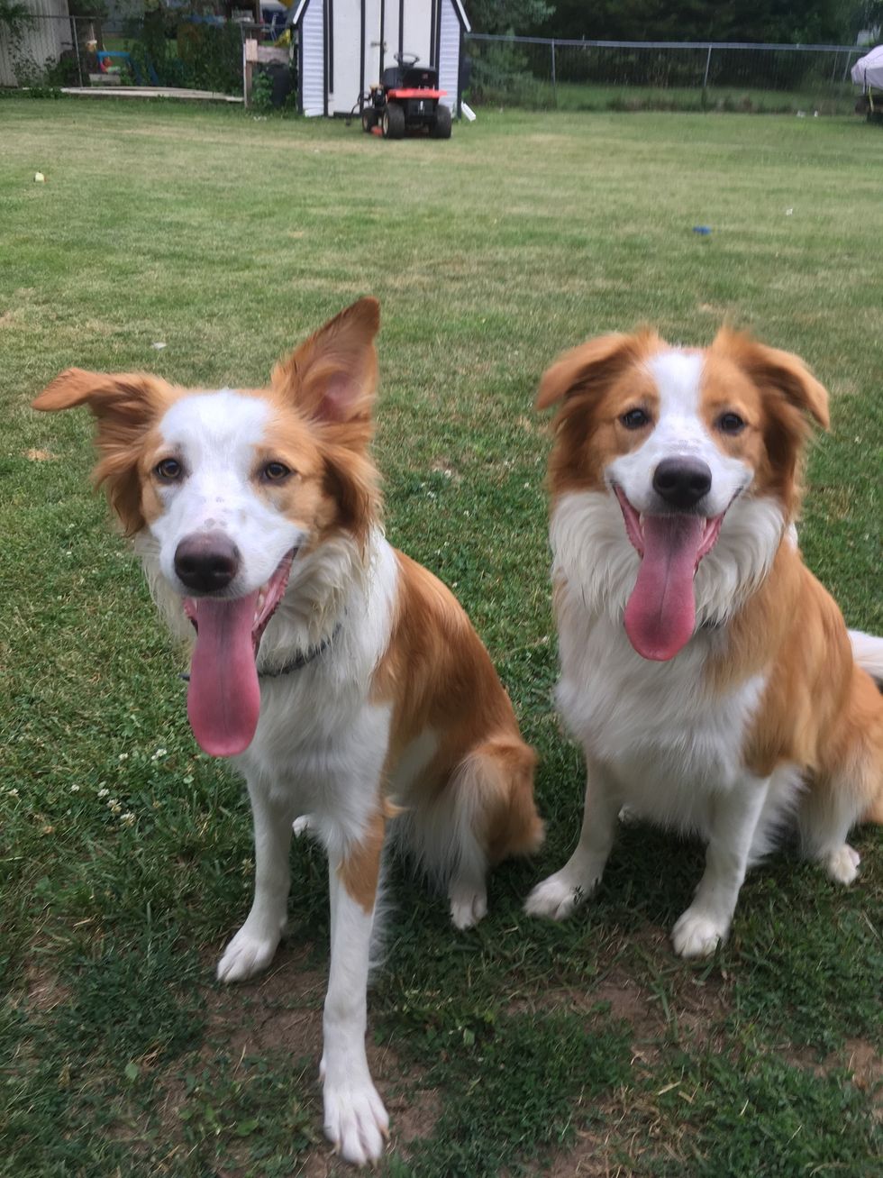 Have you ever heard of an English Shepherd ?