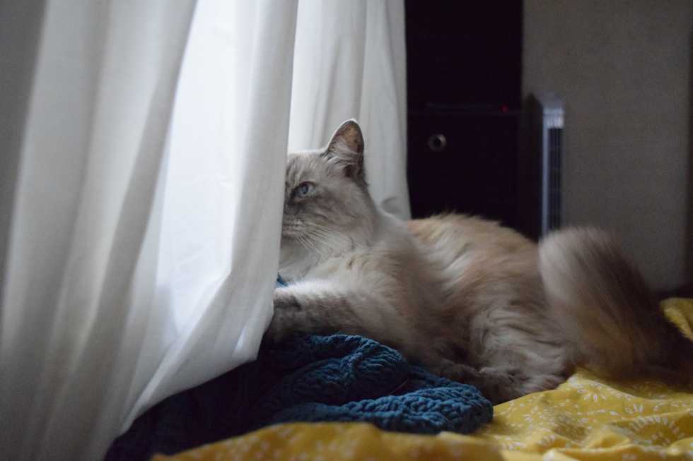 Getting A Cat In College Was My Best Decision Yet