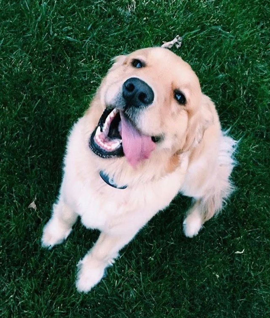 5 Reasons Golden Retrievers Are The Best Dogs Ever