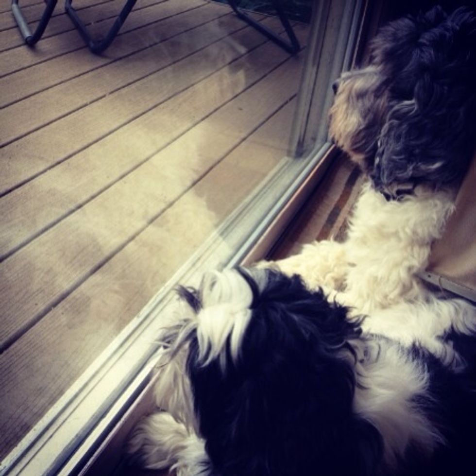 12 Pictures Of Dogs To Bring Some Sunshine To Your Rainy Day