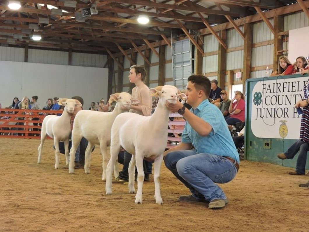 5 Reasons Your Kids Should Show Livestock