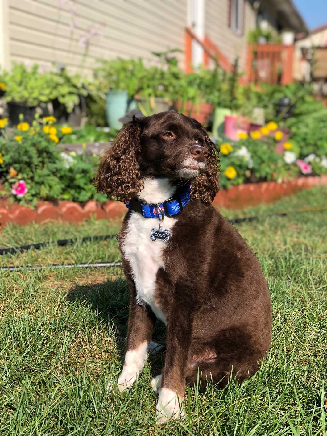 Bringing My Dog To College Was The Best Decision I've Ever Made