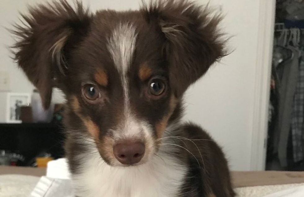 To My Growing Pup, Happy Birthday