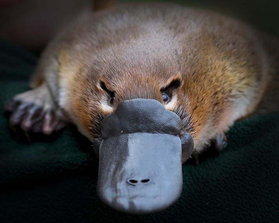 Things You Don't Know About The Platypus