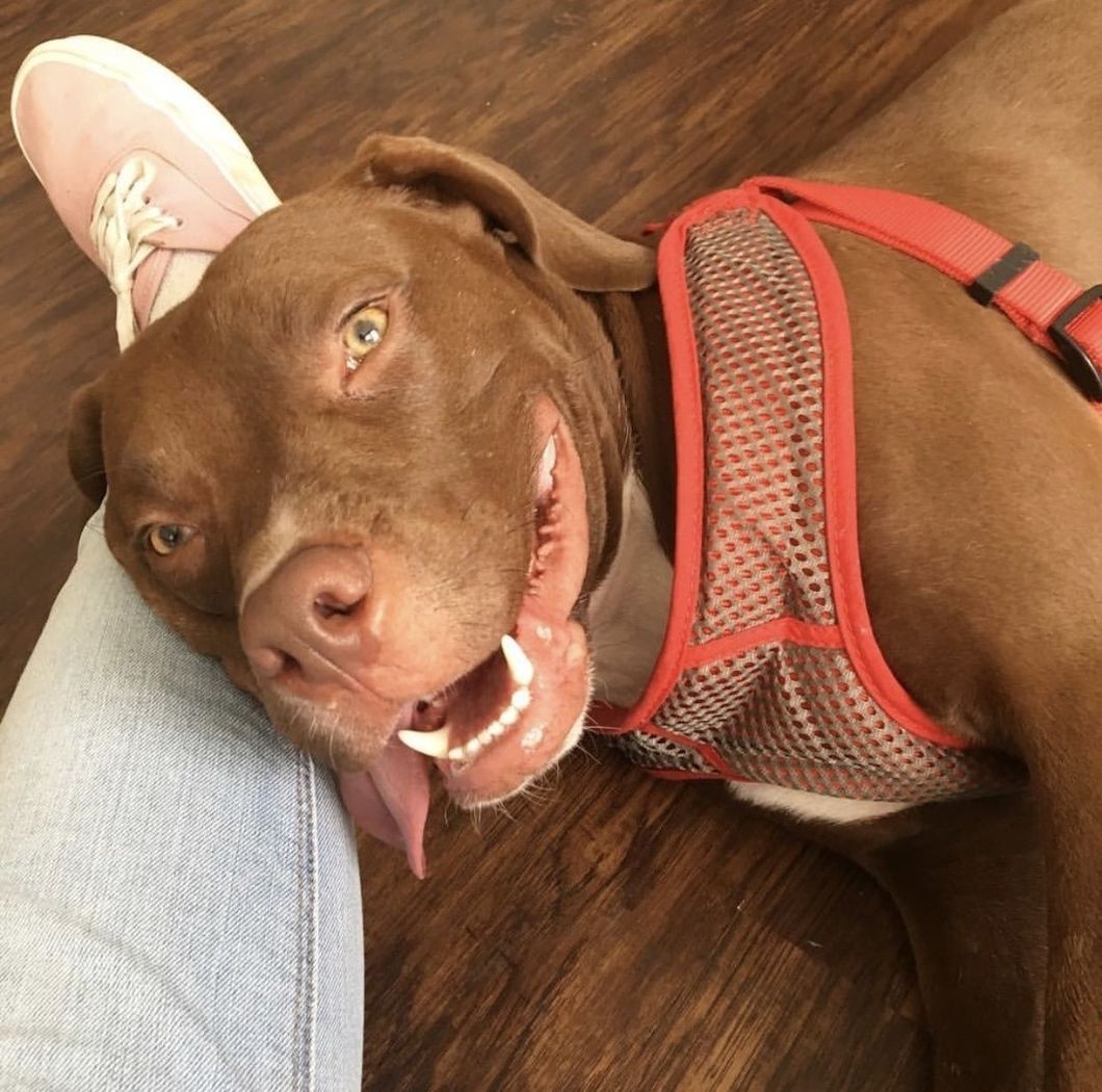 Dog Fighting And Breed Discrimination 101