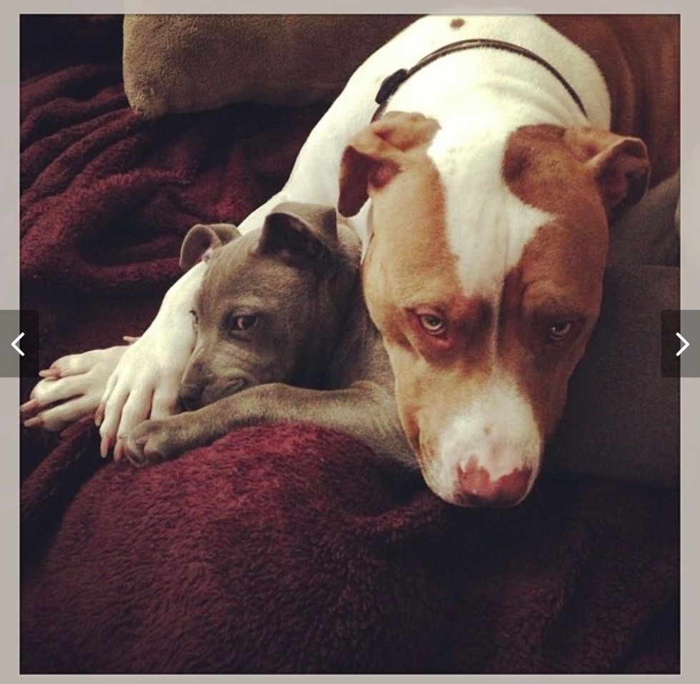 Delta Banning Pitbulls As ESA Dogs, An Abhorrent Choice
