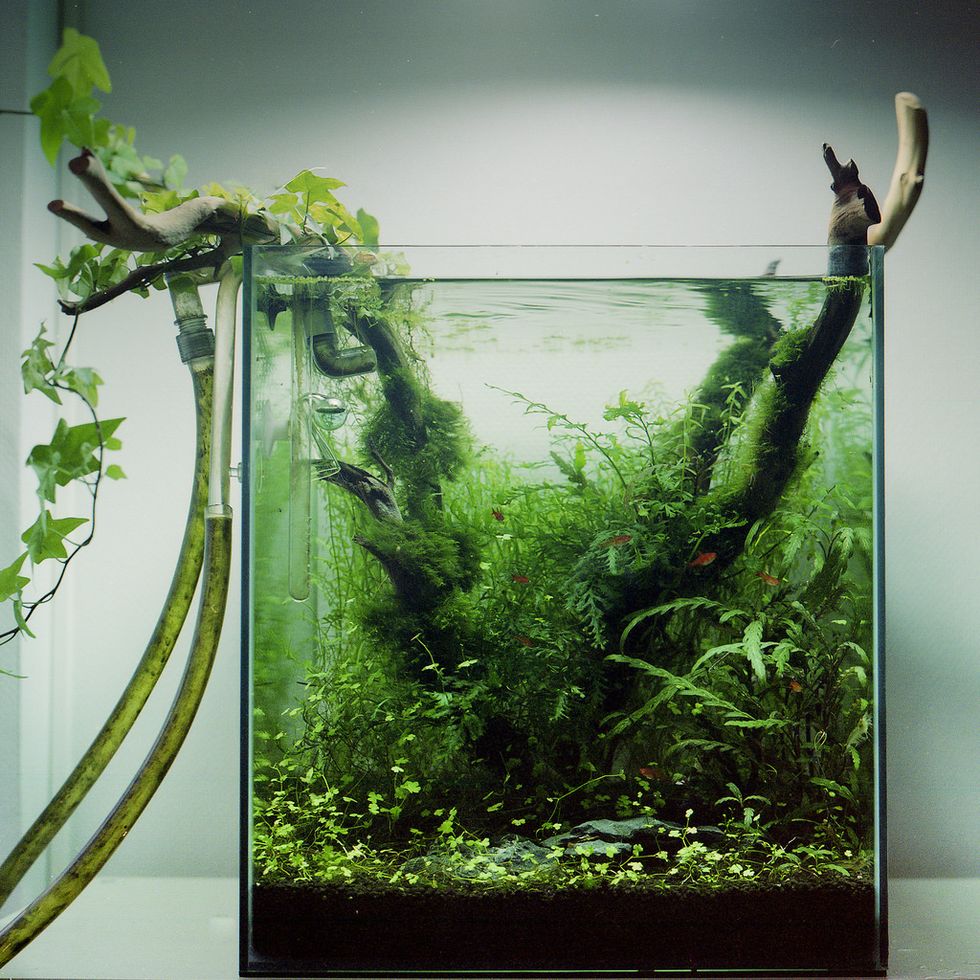 The 10 Best Fish For A Desktop Aquarium | The Odyssey Online