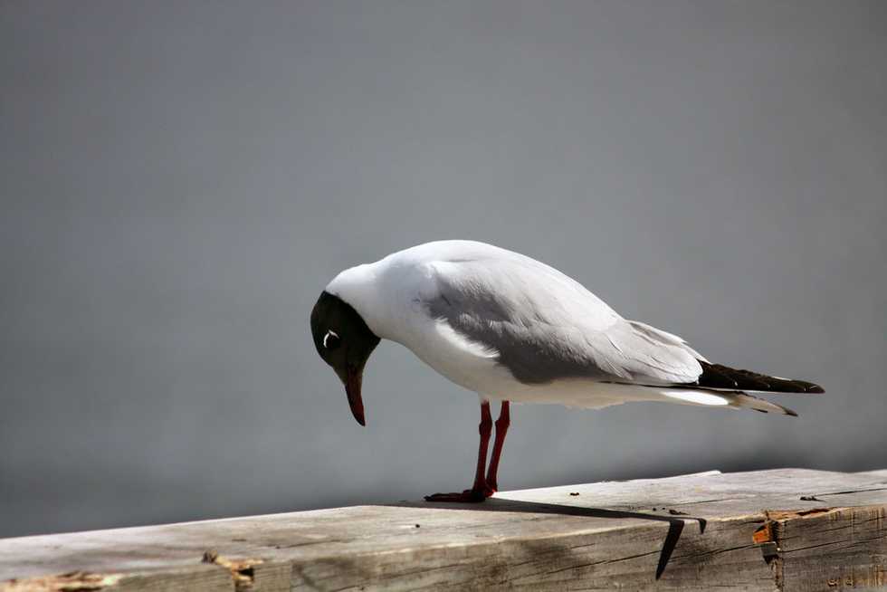 For All The Times I Have Failed