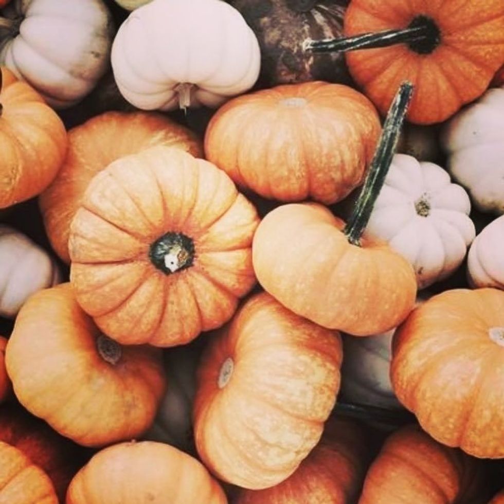 5 Things to Do with your Pet this Autumn