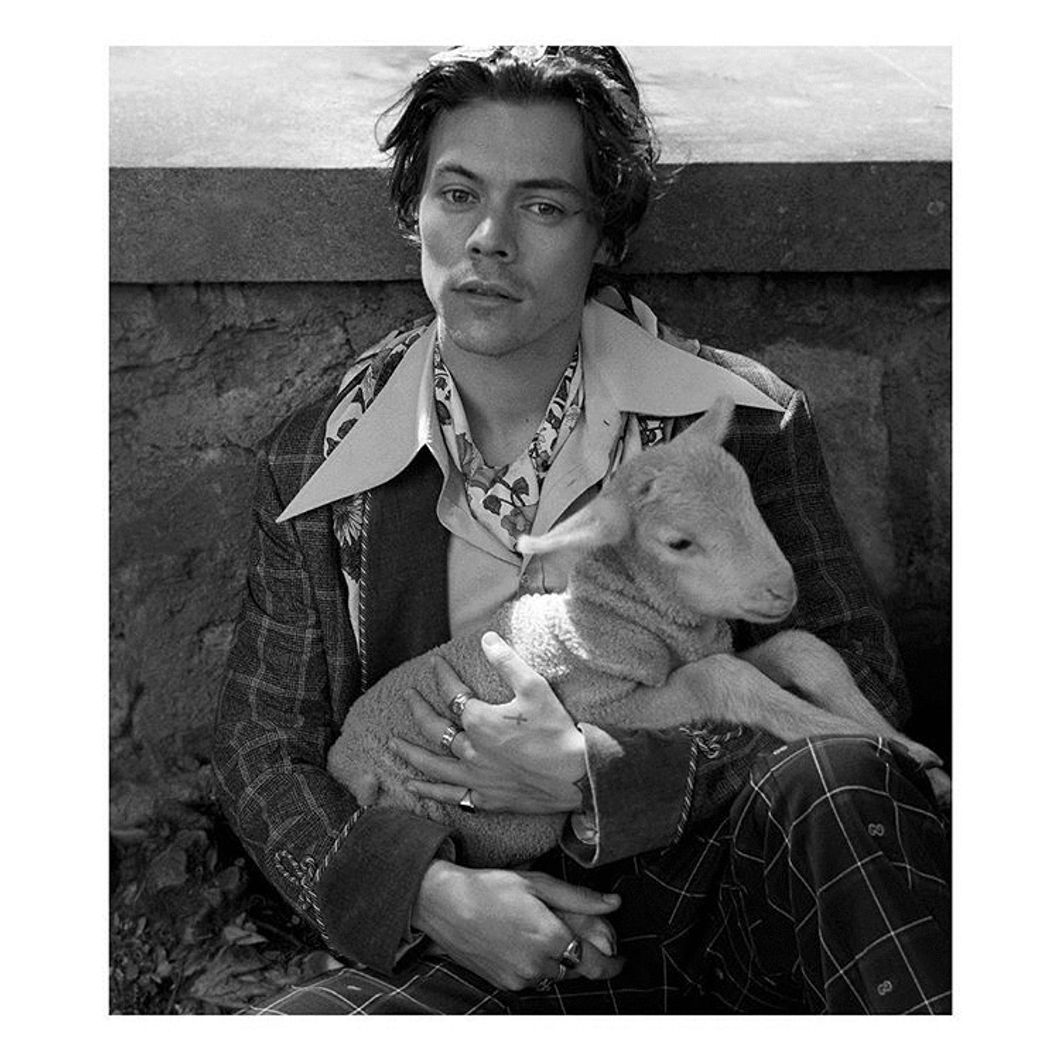 Harry Styles' New Gucci Campaign Is Everything We Need