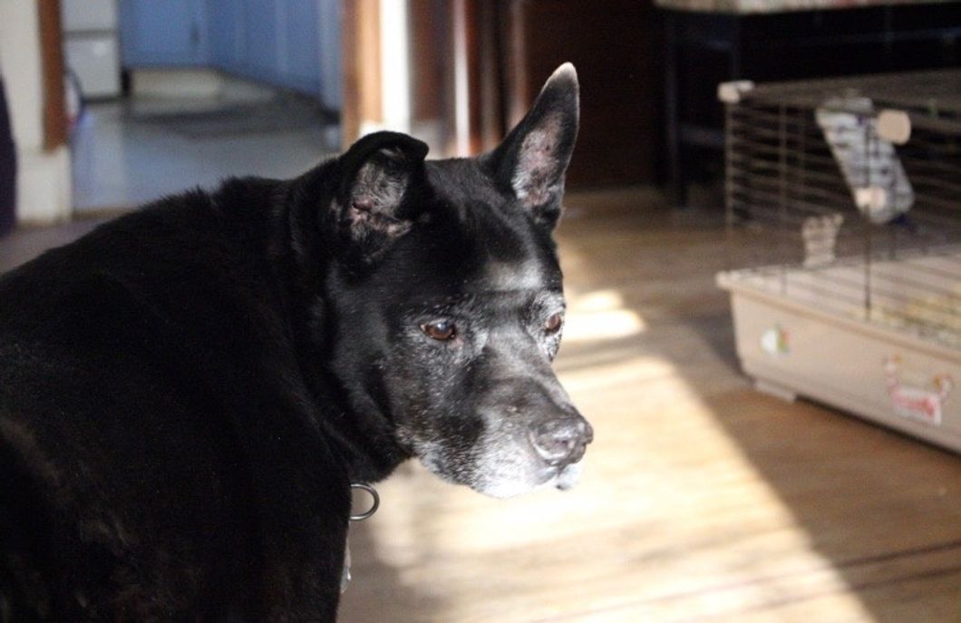 Losing A Pet Hurts Like Losing A Best Friend