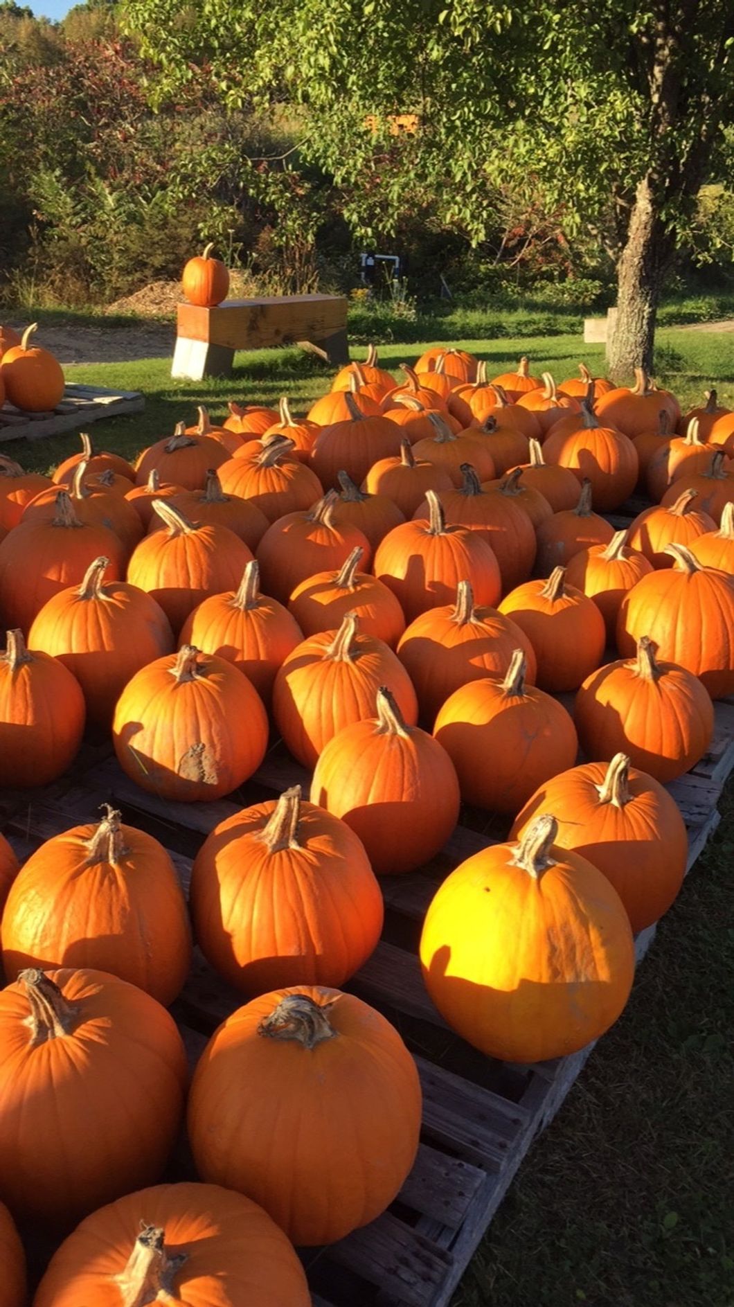5 Reasons Fall In New England Is The Best Time Of The Year