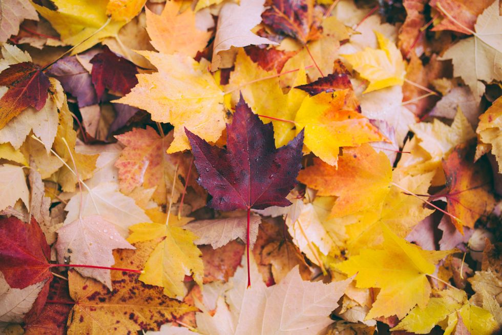 Here Are 5 Things You Hate About Fall And 5 Things That Make Up For Them