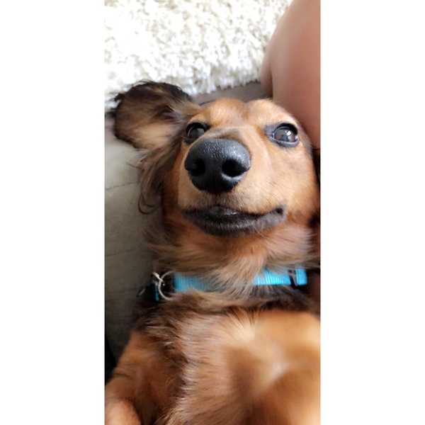 12 Times That Your Dog Probably Helped You But Didn’t Realize It