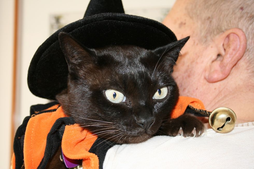10 Purrfect Costumes From Amazon To Dress Your Cat For Halloween