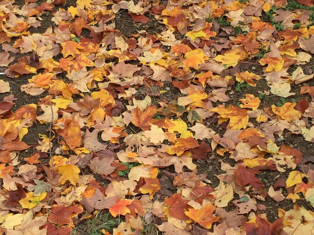 Leaves: A Tanka Poem