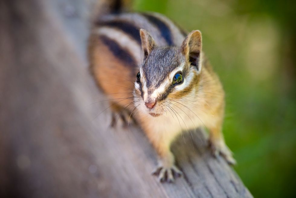My Anxiety, Described By A Chipmunk And A Cat