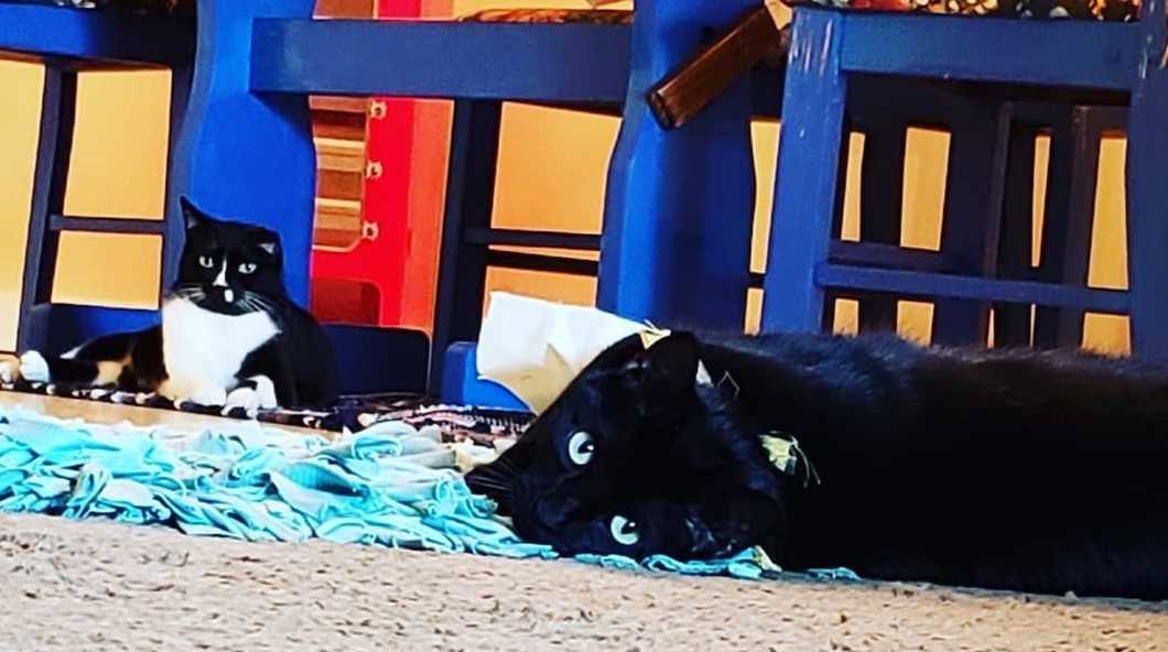 5 Reasons To Adopt A Black Cat