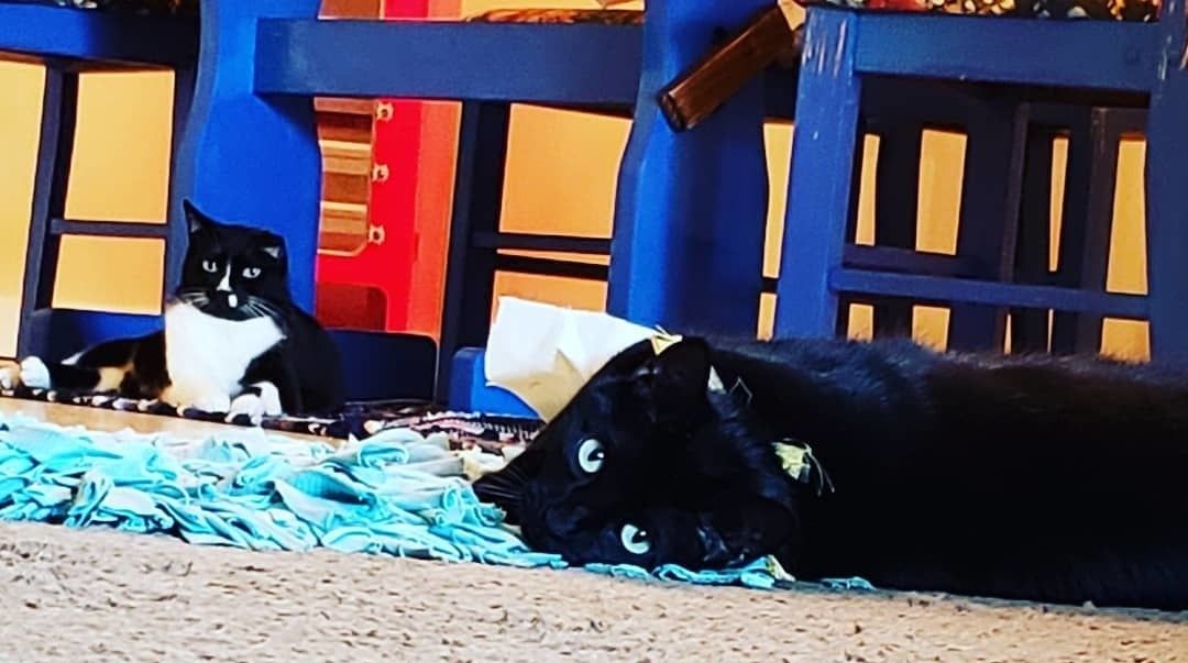 5 Reasons To Adopt A Black Cat