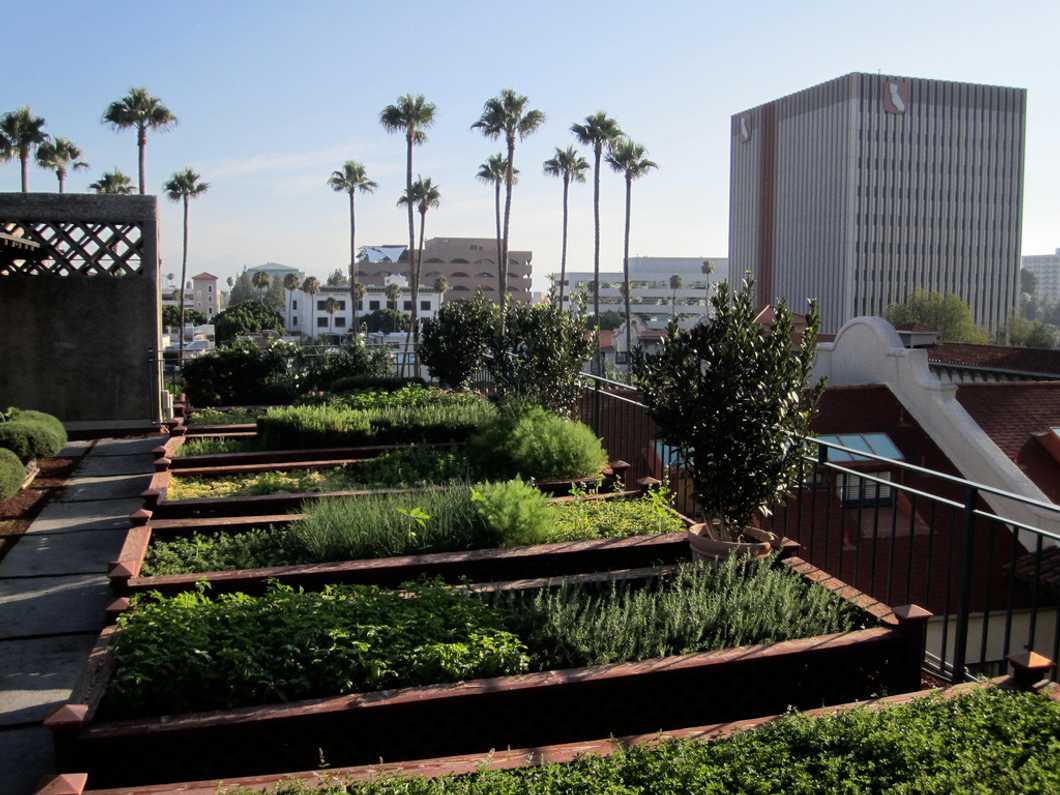 Growing a Garden On The Roof