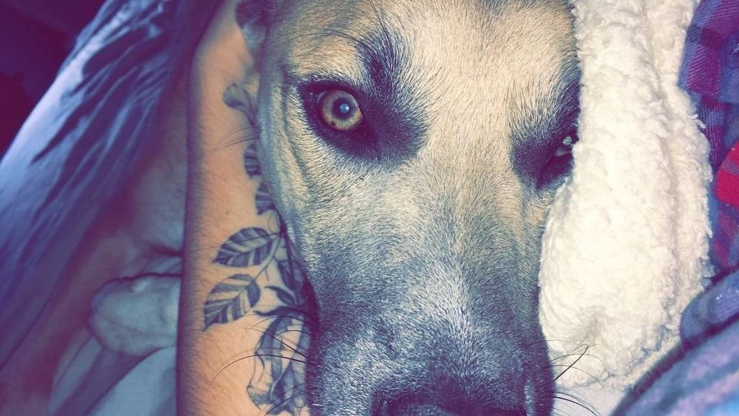 Getting My Dog Was The Best And Worst Decision I Could've Possibly Made