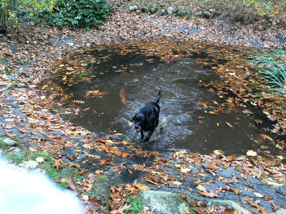 A Dog Who Never Gets Old