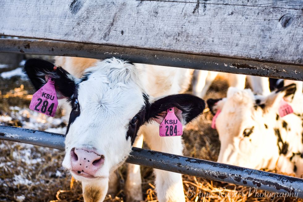 5 Truths About Being An Ag-Comms Major, And None Of Them Involve Talking To Animals