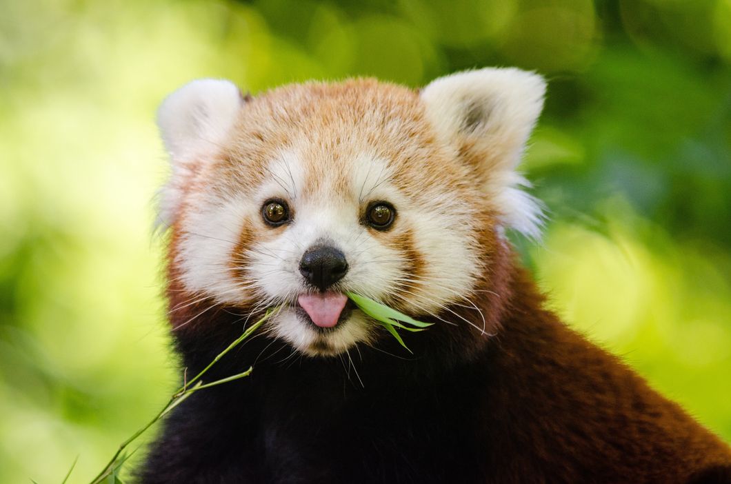 5 Of The Cutest Animals To Look At When You're Having A Bad Day