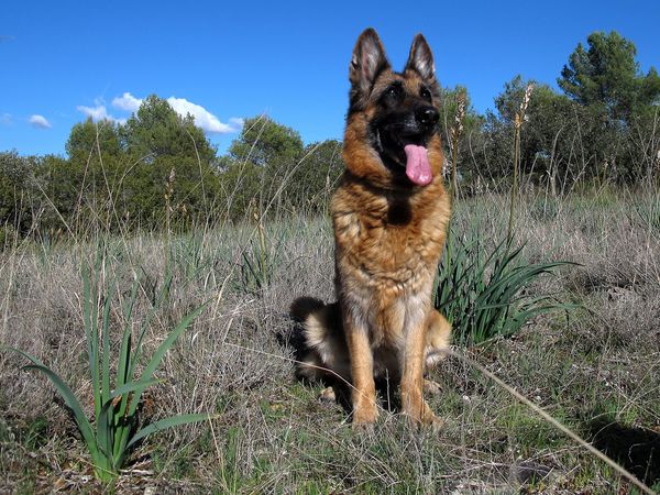 There Have Been At Least 7 Dog Mayors, And I Am HERE For It