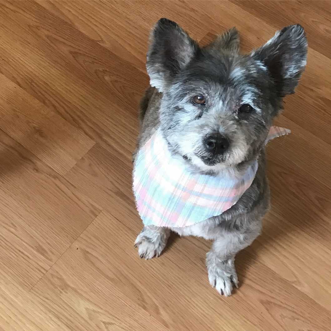 To My Four-Legged, Furry Best Friend In Heaven, 16 Years Went Far Too Fast