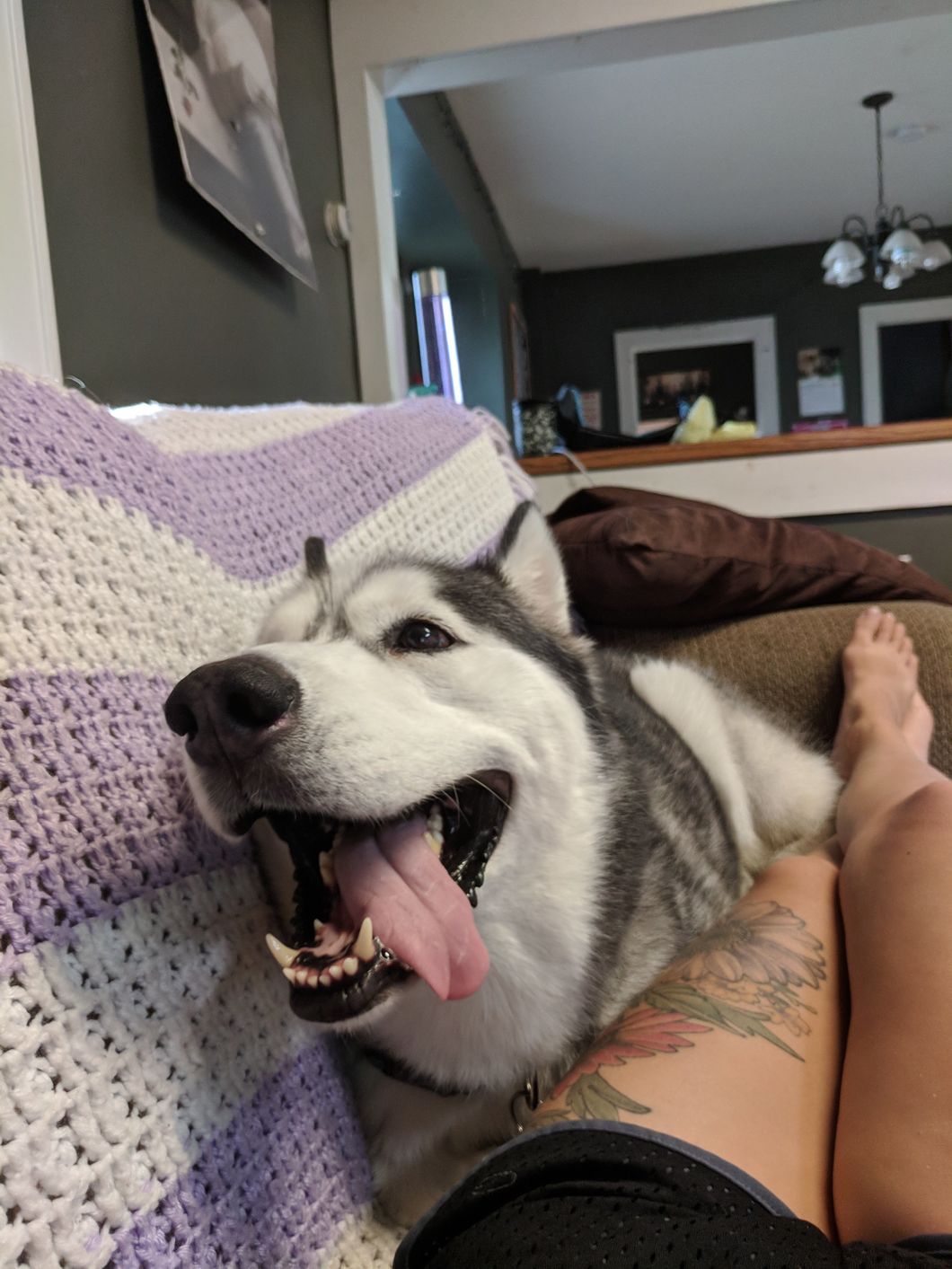 9 Reasons You Should Get Yourself A Husky