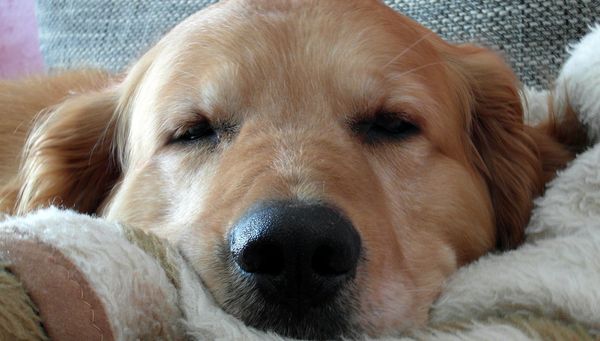 Different Types Of Best Friends You Have, If They Were Dog Breeds