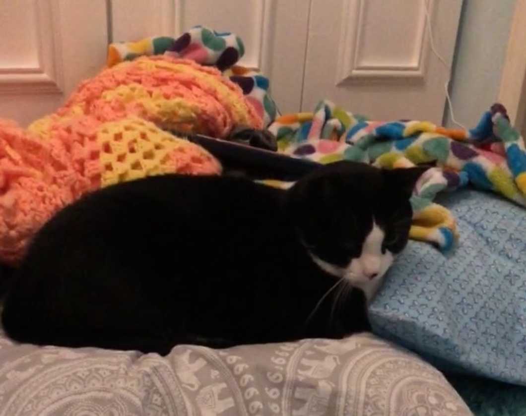 I Never Thought I'd Be A Cat Person Yet Here We Are