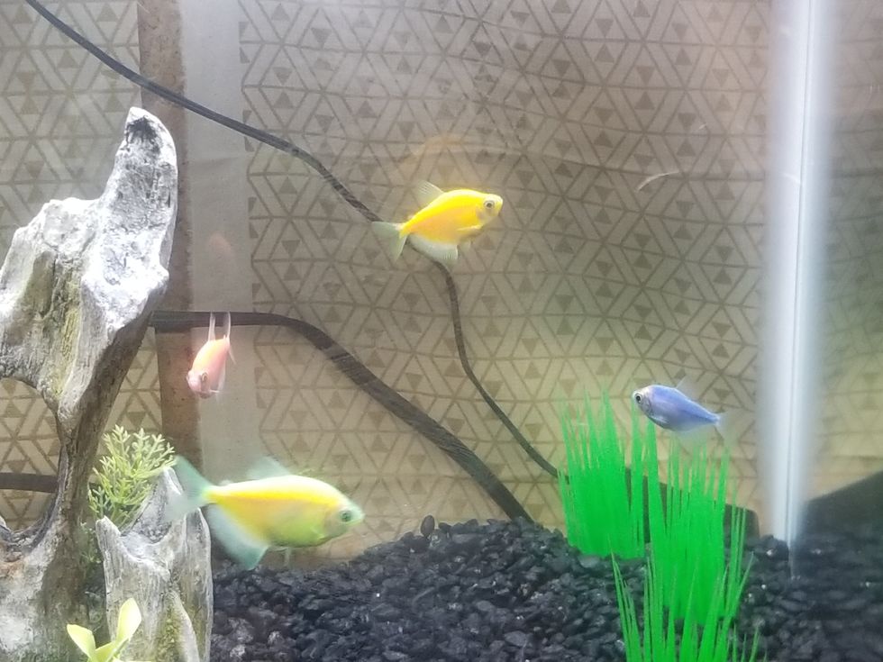 Meet Our New Fishie Bois!