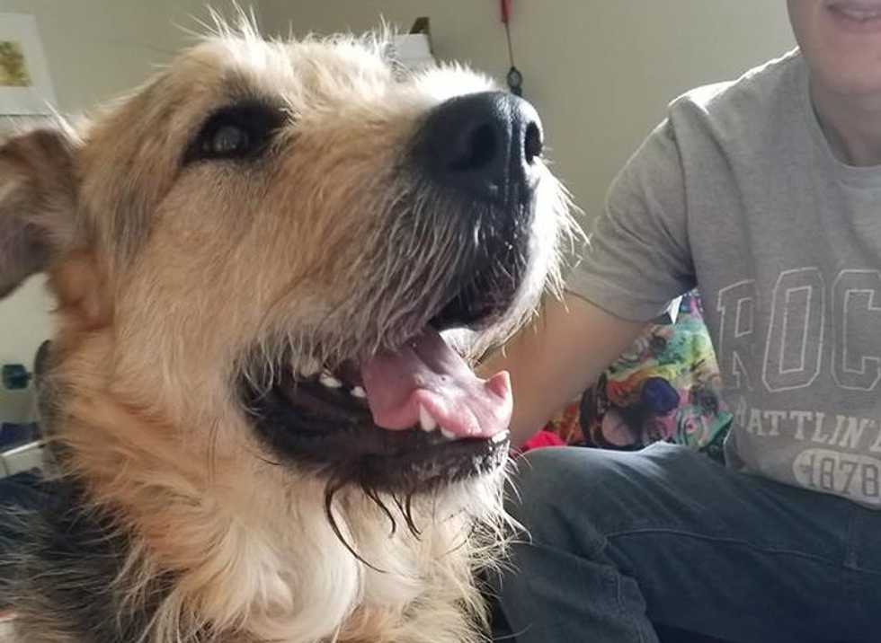 5 Things I've Learned Since Being Rescued By A Rescue Dog