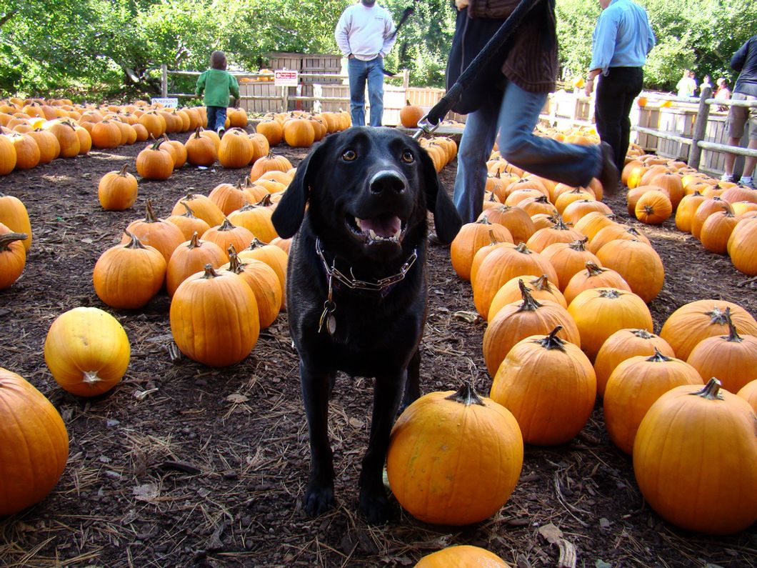 15 Last-Minute Fall Activities For Anyone Who Hasn’t Done Anything Yet