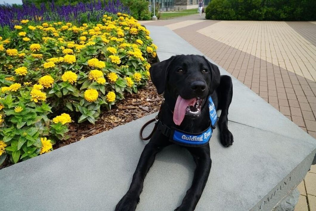 Dog Breed Bias On Campuses Is Wrong