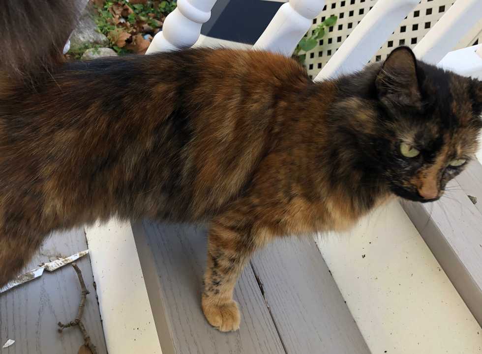 One Lost Cat Taught Me That We All Need To Look Out For Each Other