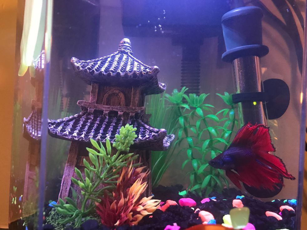 My Fish Cured My Depression