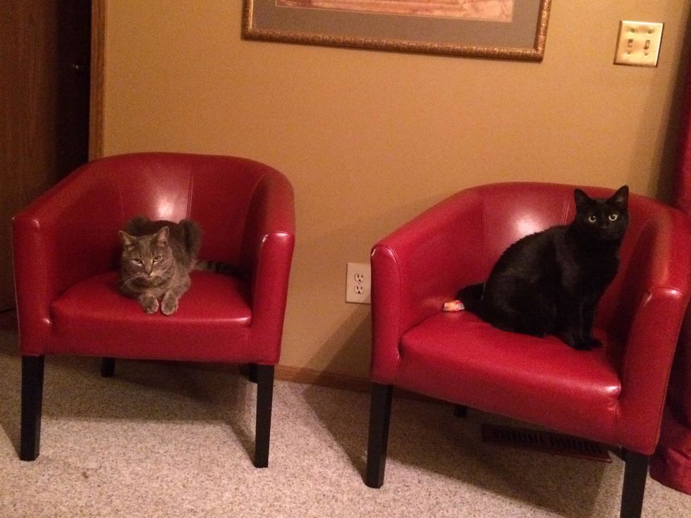 Why Black Cats Are The Best Cats