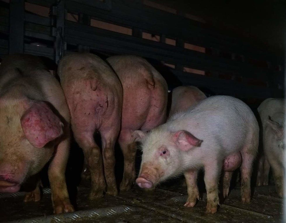I Woke Up At 3 a.m. To Give Water To Dying Pigs